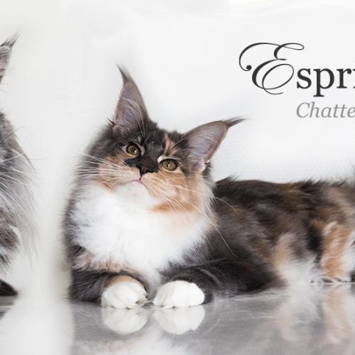 Chatterie de l'Esprit du Maine