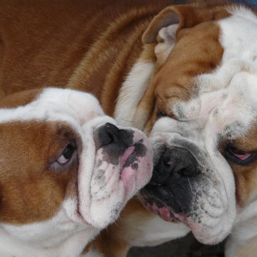 Elevage du Middel Weg