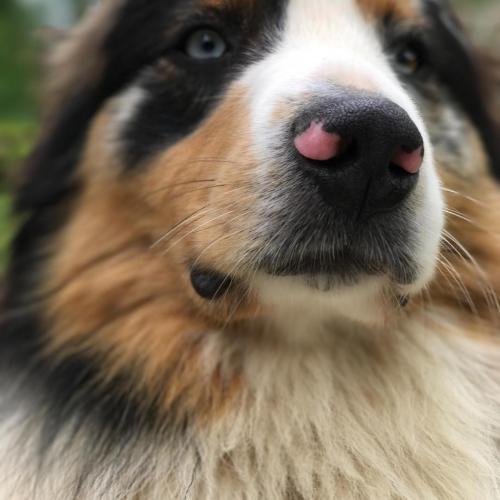 élevage berger Australien LOF très bonnes lignées