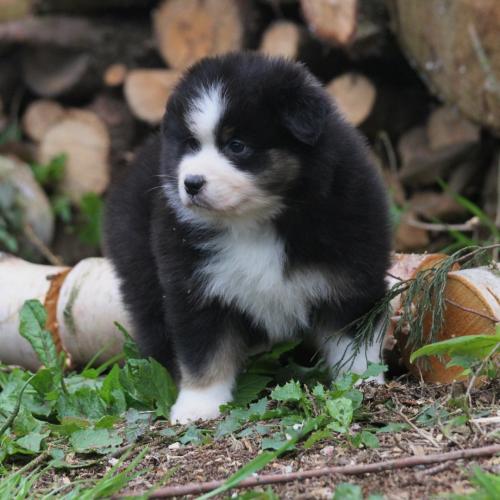 les bergers australiens des gardiens d'hadès
