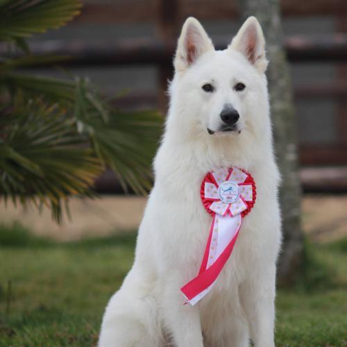 Elevage de Berger Blanc Suisse et Boston Terrier