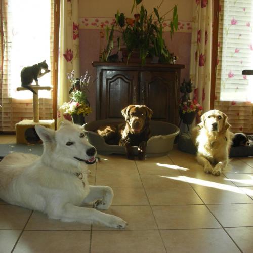 élevage Of Nice Animals