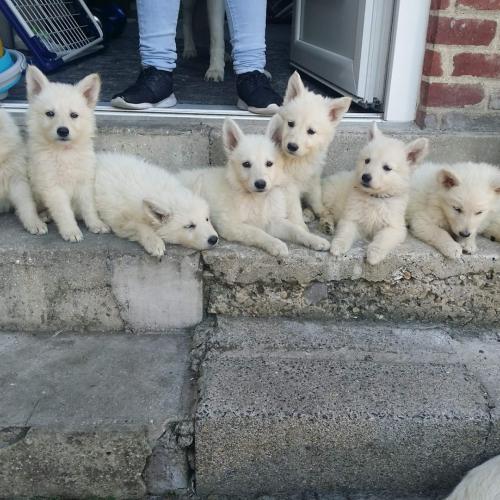 Domaine de la dune sacrée. Berger blanc suisse