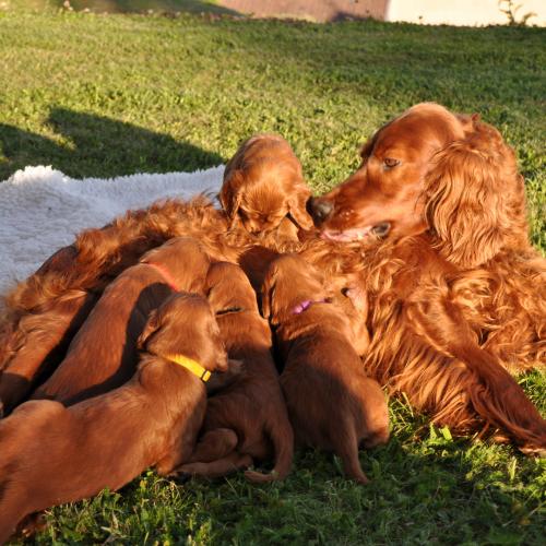élevage de setter irlandais