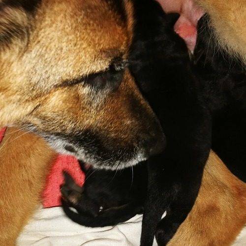 Elevage familial Des Monts Eternels