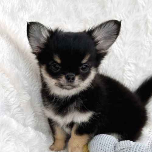 Élevage familial de chihuahua lof des minis boss