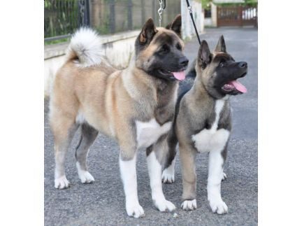 Marvel' House Akitas