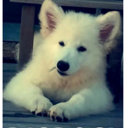 Elevage de Berger Blanc Suisse poils longs