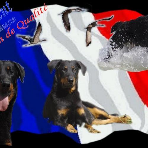 Elevage beauceron de la Noé d'Orient