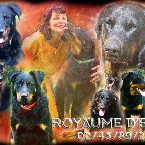 élevage de beauceron inscrits au LOF