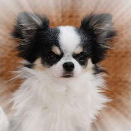 élevage du Domaine Bourgeois de Clichy