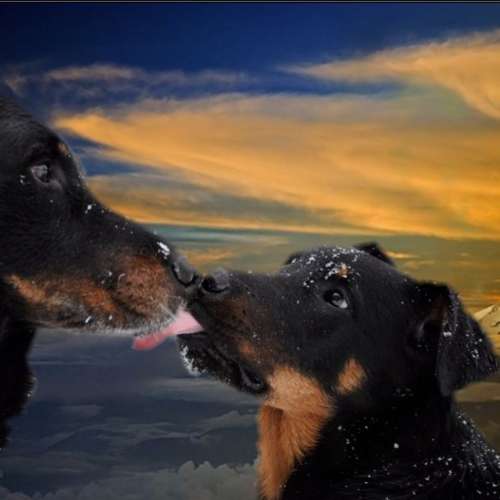 Elevage des Gaillards des Terres Froides