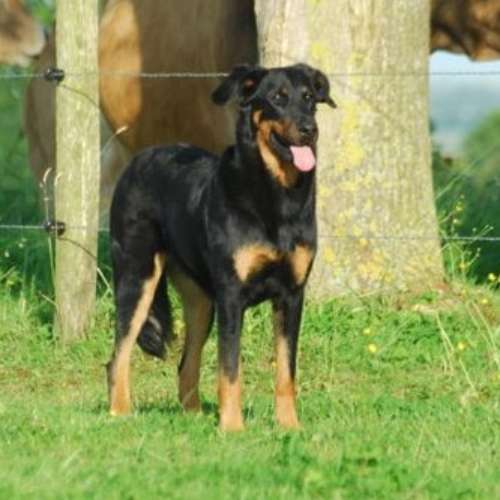 Beaucerons des Feux de Beltaine
