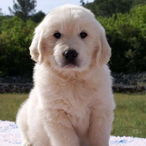 élevage golden retriever of Far and Away