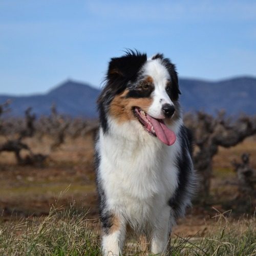 AUSSIESTAR - BERGER AUSTRALIEN LOF