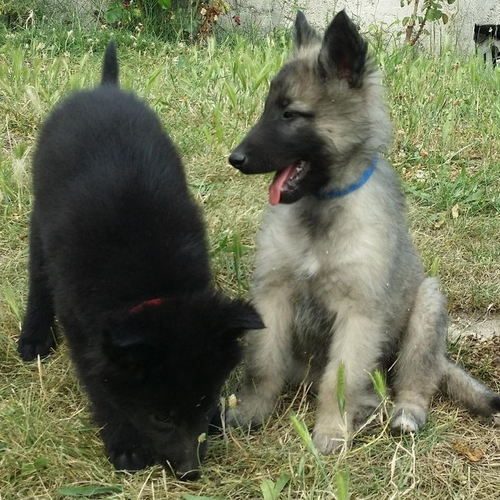 Bergers belges groenendael et tervueren beauté