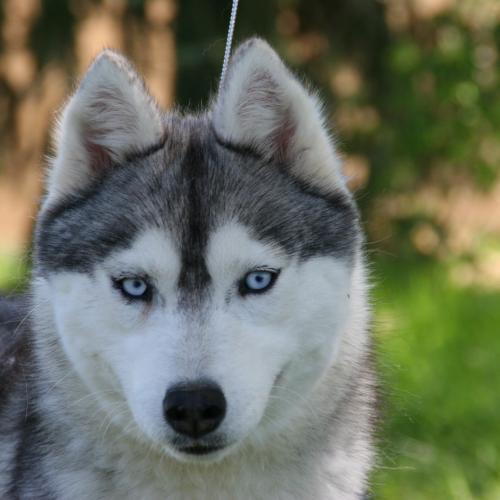 élevage des reves de neige