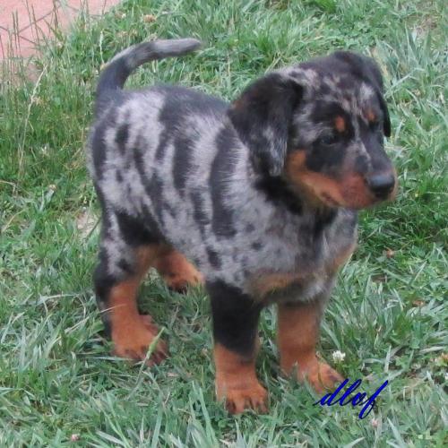 élevage de la Valériane Fleurie