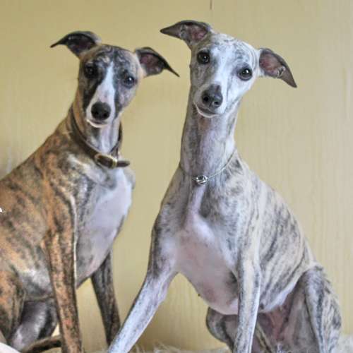 Elevage familial de whippets