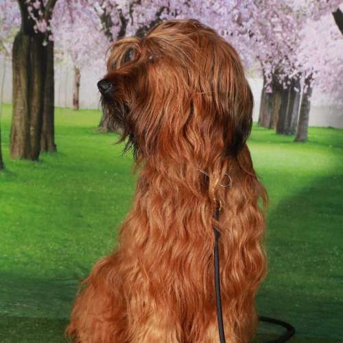 élevage de Lady Fontaine la Belle