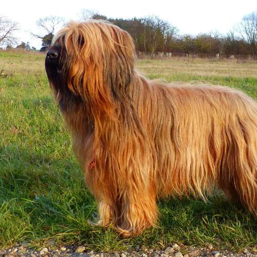 élevage La Tour Saint-Genin