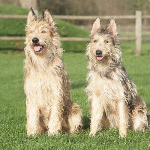 élevage les bergers picards de Stéphieci