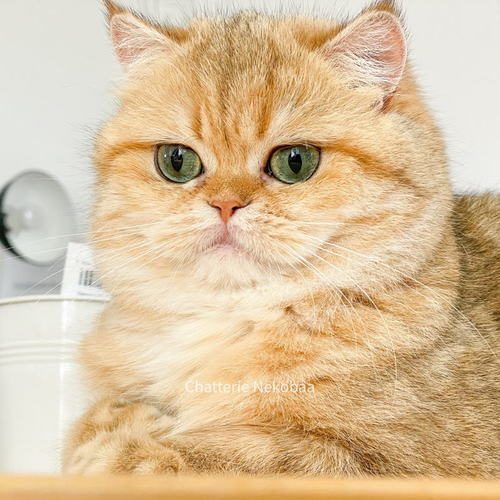 Elevage British Golden & Scottish Golden