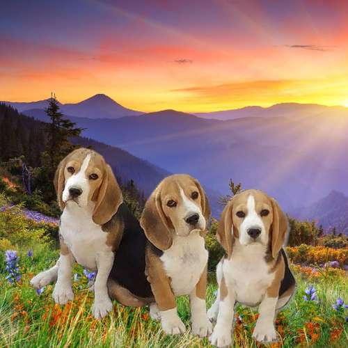 Élevage beagle Lou crystal song