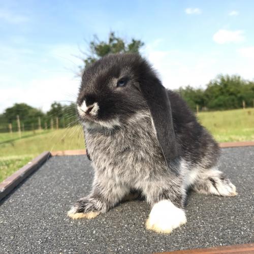 élevage de lapin bélier