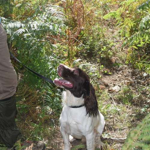 Elevage du Terrier De Bonnin