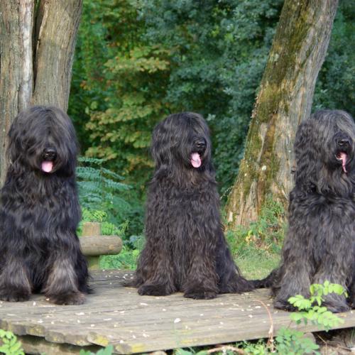 Bergers de brie de la Borie des Angelys