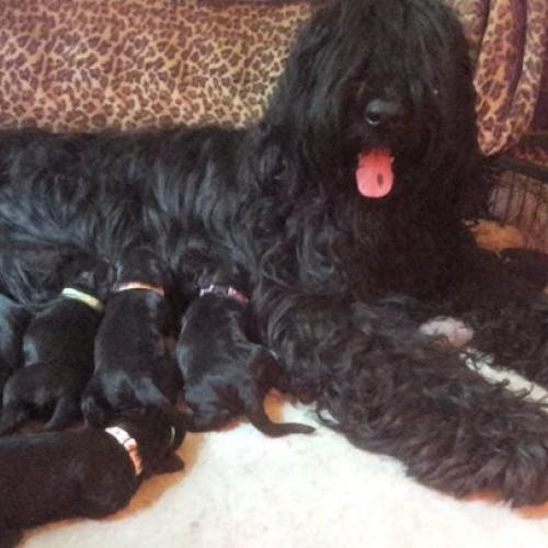 La Gagée de Bohême