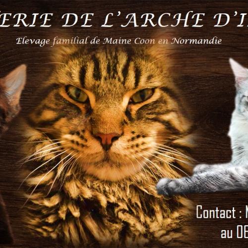 Elevage familial de Maine coon en Normandie