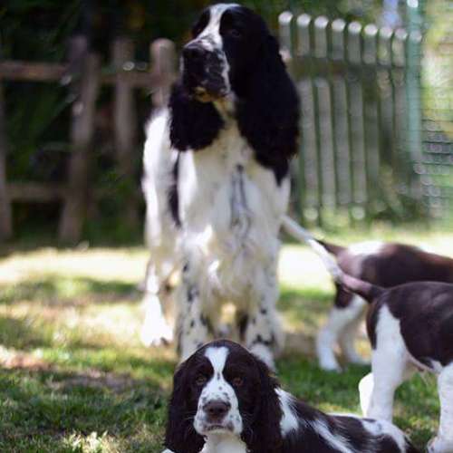 Elevage of Five o'Clock