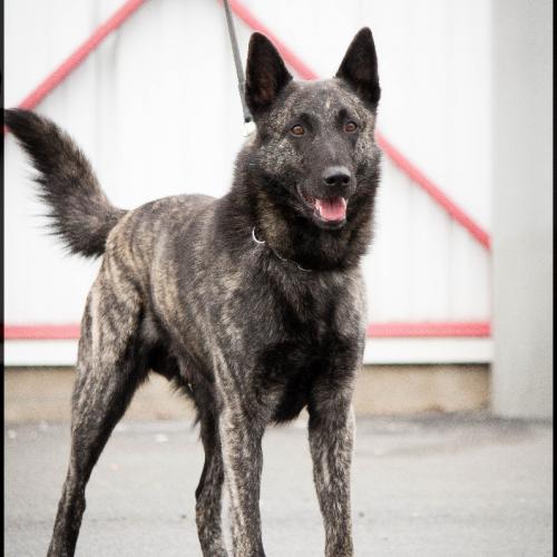 élevage de Berger Hollandais polyvalent