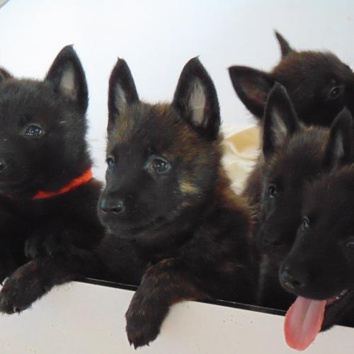 Elevage de Berger Hollandais avec belles lignées