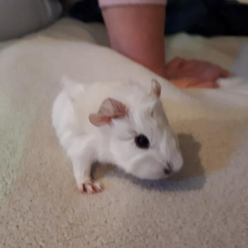 la passion des chons