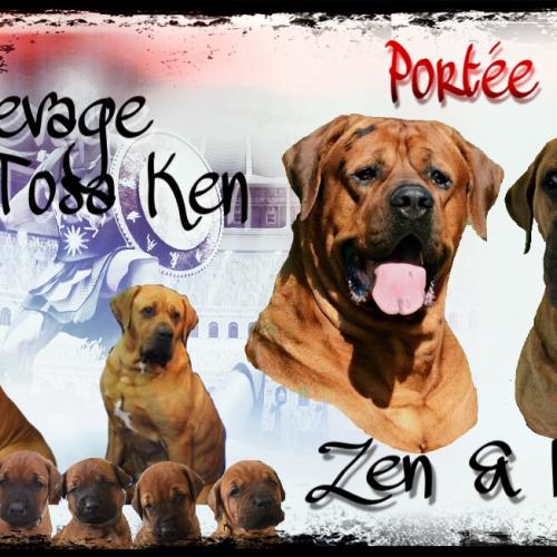 Élevage Familial de Tosa-Inu