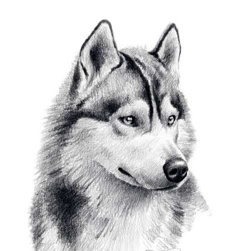 élevage Cérob Nordiques