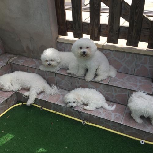 élevage du Chateau du Charme Canin