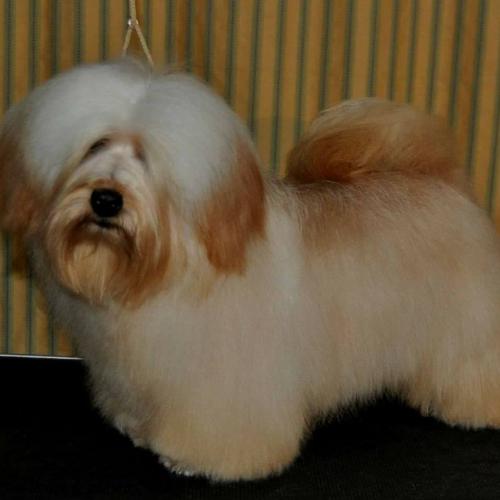 Elevage pro dans un environnement familial