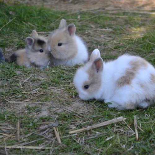 Mini élévage familial de lapin nain teddy angora