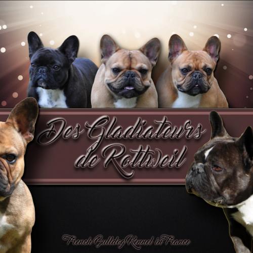 élevage des gladiateurs de Rottweil