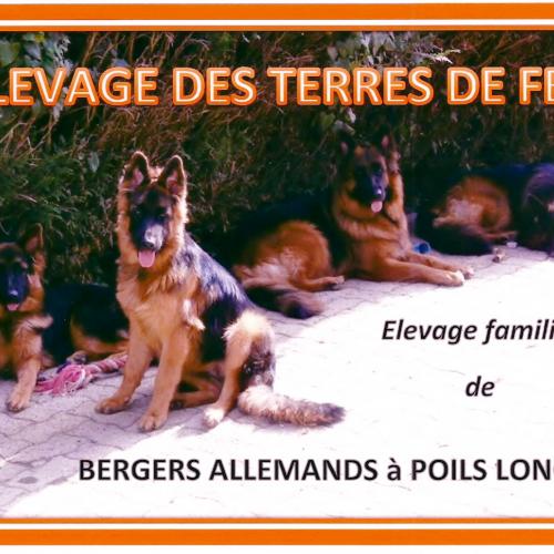 Elevage de berger allemand à poil long
