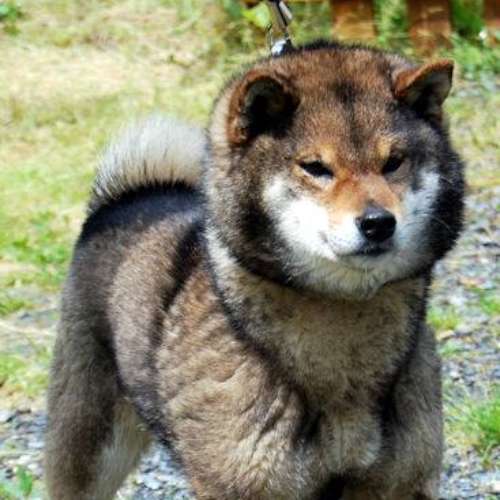 L'Empire des Samouraïs