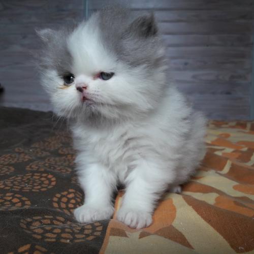 élevage les legendes persane