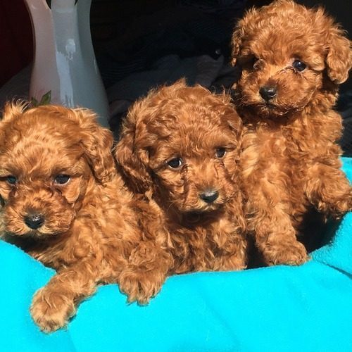 Elevage du Domaine de la Furka LOF