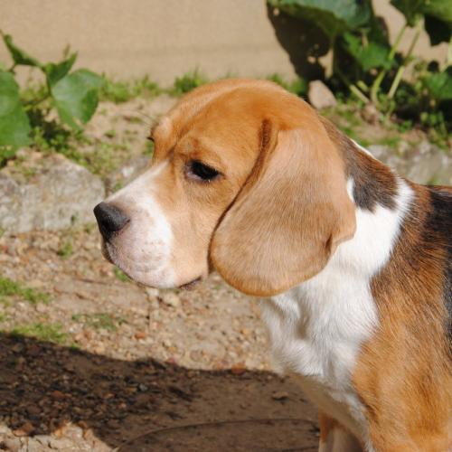 Elevage et sélection de Beagle