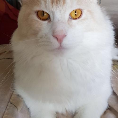 élevage de maine coon mes Chti Chats