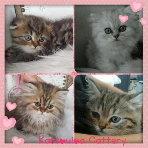 élevage Kassouloa cattery